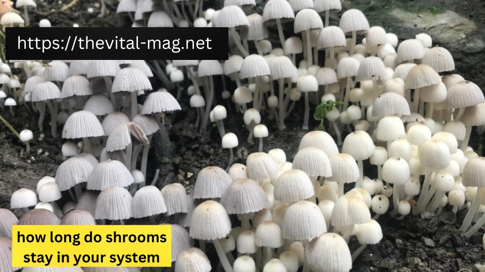 how long do shrooms stay in your system