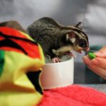 Sugar Glider Diet