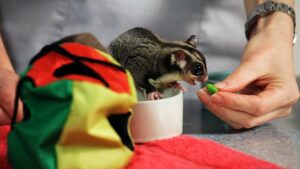 Sugar Glider Diet