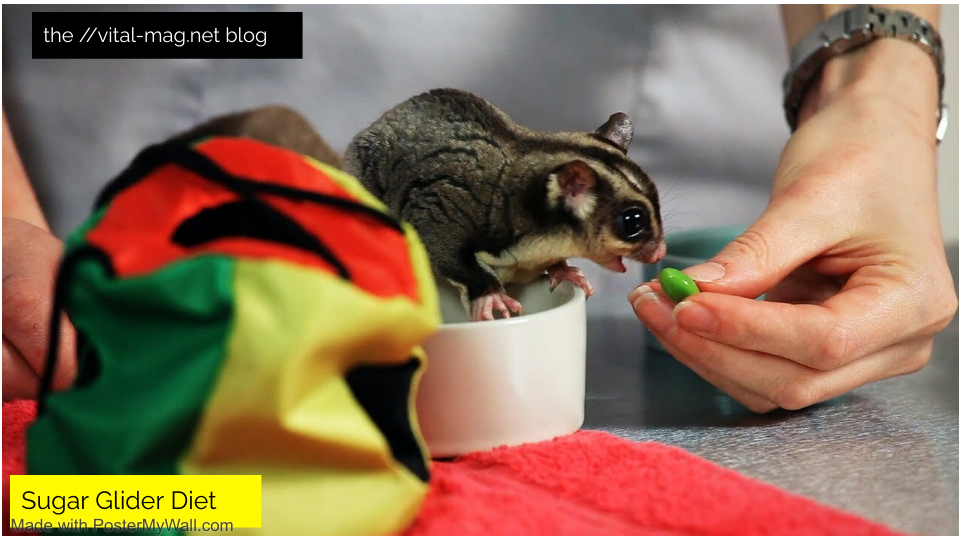 Sugar Glider Diet