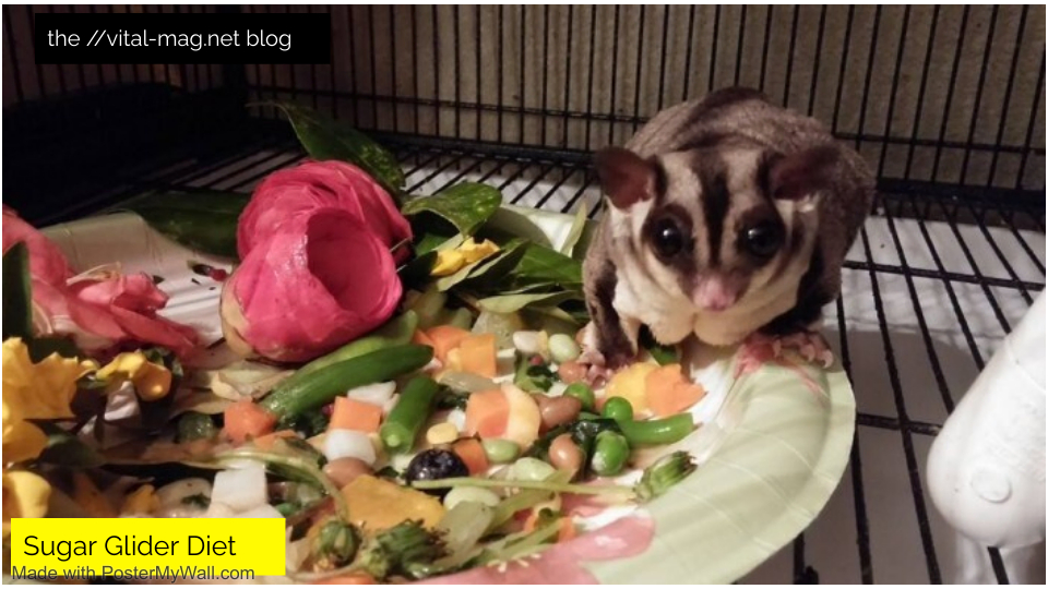 Sugar Glider Diet