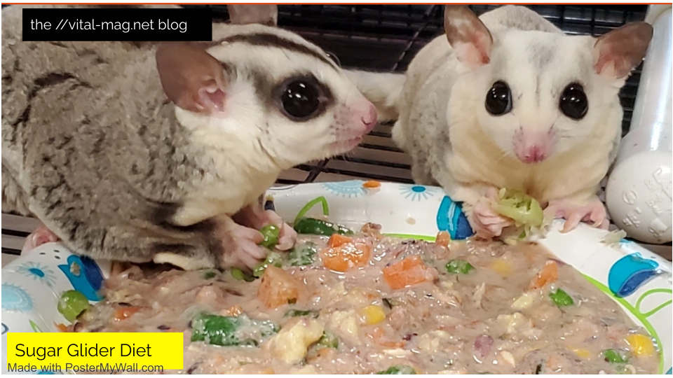 Sugar Glider Diet