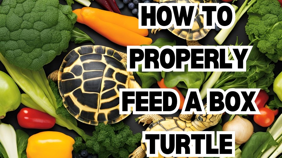 box turtle diet