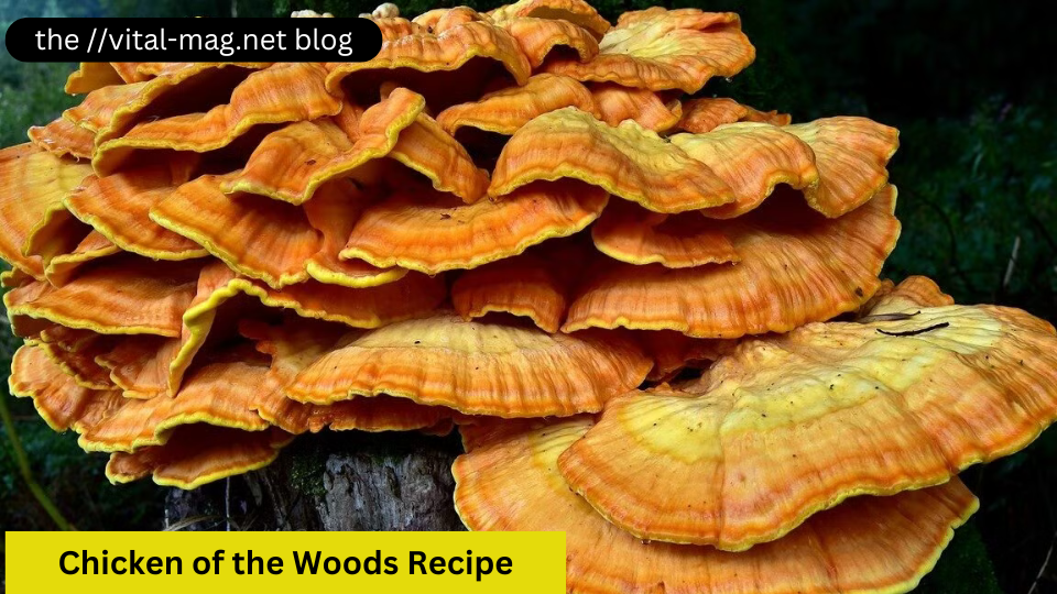 Chicken of the Woods Recipe